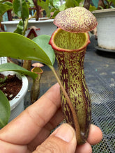 Load image into Gallery viewer, N.campanulata x (boschiana x veitchii) - Specimen 2
