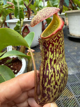 Load image into Gallery viewer, N.campanulata x (boschiana x veitchii) - Specimen 2
