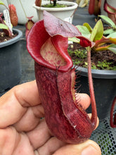 Load image into Gallery viewer, N. boschiana x {[(lowii x veitchii) x boschiana] x [(veitchii x maxima) x veitchii]}
