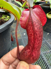 Load image into Gallery viewer, N. boschiana x {[(lowii x veitchii) x boschiana] x [(veitchii x maxima) x veitchii]}
