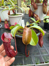 Load image into Gallery viewer, N. boschiana x {[(lowii x veitchii) x boschiana] x [(veitchii x maxima) x veitchii]}
