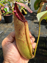 Load image into Gallery viewer, N. northiana x truncata - Specimen 1
