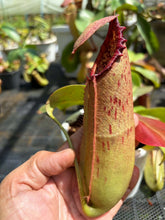 Load image into Gallery viewer, N. northiana x truncata - Specimen 1
