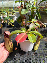 Load image into Gallery viewer, N. northiana x truncata - Specimen 1
