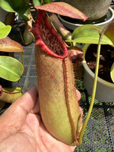Load image into Gallery viewer, N. northiana x truncata - Specimen 2
