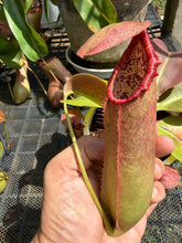 Load image into Gallery viewer, N. northiana x truncata - Specimen 2
