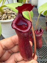 Load image into Gallery viewer, N. lowii x ventricosa
