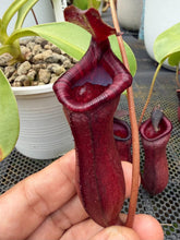 Load image into Gallery viewer, N. lowii x ventricosa
