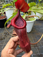 Load image into Gallery viewer, N.thorelii x edwardsiana
