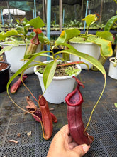 Load image into Gallery viewer, N.thorelii x edwardsiana
