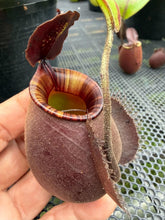 Load image into Gallery viewer, N.bicalcarata x ampullaria 'Black Miracle' - Specimen 1
