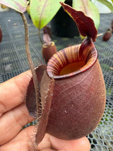 Load image into Gallery viewer, N.bicalcarata x ampullaria 'Black Miracle' - Specimen 1
