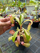 Load image into Gallery viewer, N. mirabilis 'Variegated' - Specimen 1
