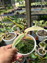 Load image into Gallery viewer, N. gracilis 'Variegated' - Specimen 1
