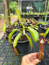 Load image into Gallery viewer, N. maxima x alata - EP Clone - Specimen 2
