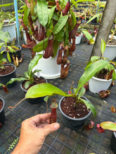 Load image into Gallery viewer, N.mirabilis x veitchii - Specimen 1
