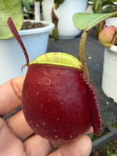 Load image into Gallery viewer, N. ampullaria - Specimen 5
