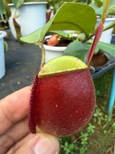 Load image into Gallery viewer, N. ampullaria - Specimen 5
