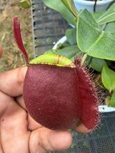 Load image into Gallery viewer, N. ampullaria - Specimen 4
