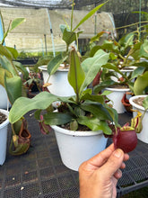 Load image into Gallery viewer, N. ampullaria - Specimen 4
