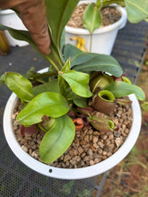 Load image into Gallery viewer, N. ampullaria - Specimen 4
