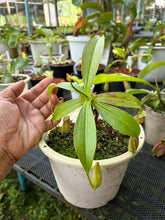 Load image into Gallery viewer, N. mirabilis var 'Trang-Bizarre' x northiana
