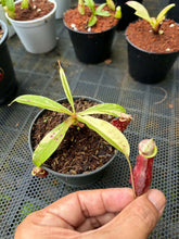Load image into Gallery viewer, N.mirabilis x (viking x ampullaria 'Black Miracle') 'Variegated'
