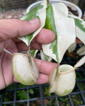 Load image into Gallery viewer, N. ampullaria 'Variegated Clone 1'
