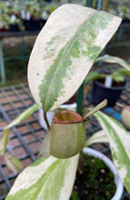 Load image into Gallery viewer, N. ampullaria 'Variegated'
