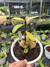 Load image into Gallery viewer, N. ampullaria 'Variegated'
