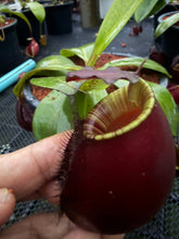 Load image into Gallery viewer, N.bicalcarata x ampullaria 'Black Miracle' - Specimen 2
