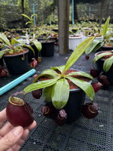 Load image into Gallery viewer, N.bicalcarata x ampullaria 'Black Miracle' - Specimen 2
