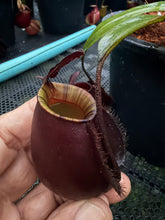 Load image into Gallery viewer, N.bicalcarata x ampullaria 'Black Miracle' - Specimen 3
