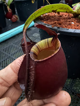 Load image into Gallery viewer, N.bicalcarata x ampullaria 'Black Miracle' - Specimen 3
