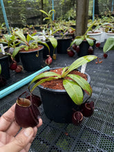 Load image into Gallery viewer, N.bicalcarata x ampullaria 'Black Miracle' - Specimen 3

