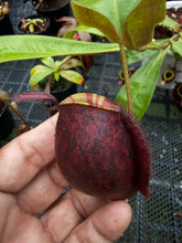 Load image into Gallery viewer, N. ampullaria 'Tricolor'
