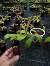Load image into Gallery viewer, N. ampullaria 'Tricolor'
