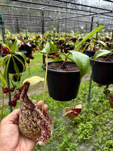 Load image into Gallery viewer, N. rafflesiana - Specimen 5
