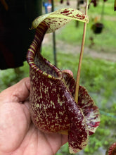 Load image into Gallery viewer, N. rafflesiana - Specimen 6
