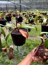 Load image into Gallery viewer, N. rafflesiana - Specimen 6
