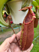Load image into Gallery viewer, N. northiana x veitchii - Specimen 3
