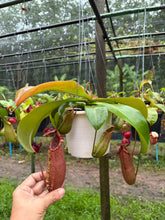 Load image into Gallery viewer, N. northiana x veitchii - Specimen 3
