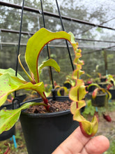 Load image into Gallery viewer, N. mirabilis var. 'Trang-Bizarre' x (viking x ampullaria) - Specimen 3
