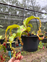 Load image into Gallery viewer, N. mirabilis var. 'Trang-Bizarre' x (viking x ampullaria) - Specimen 3
