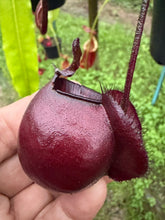 Load image into Gallery viewer, N. viking x ampullaria 'Black Miracle' - Specimen 1
