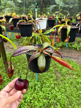 Load image into Gallery viewer, N. viking x ampullaria 'Black Miracle' - Specimen 1
