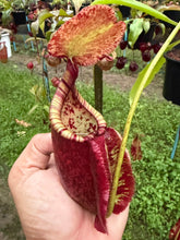 Load image into Gallery viewer, N.((viking x ampullaria) x sumatrana) x rafflesiana - Specimen 1
