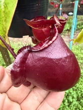 Load image into Gallery viewer, N.(viking x Hookeriana) x (viking x ampullaria 'Black Miracle') - Specimen 2
