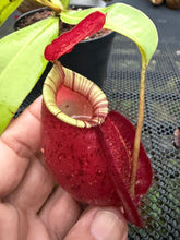 Load image into Gallery viewer, N. Hookeriana - Specimen 6
