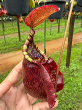 Load image into Gallery viewer, N.((viking x ampullaria) x sumatrana) x rafflesiana - Specimen 2
